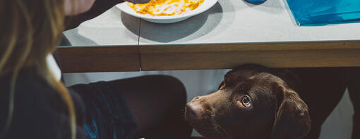 Quali alimenti umani possono e non possono mangiare i cani?