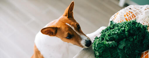 Cane che guarda le verdure