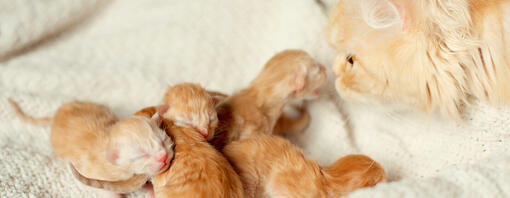 Quando aprono gli occhi i gattini?