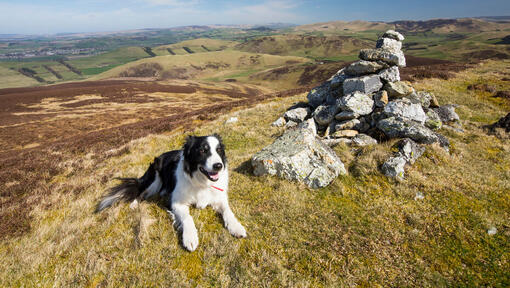 border collie in cima alla montagna