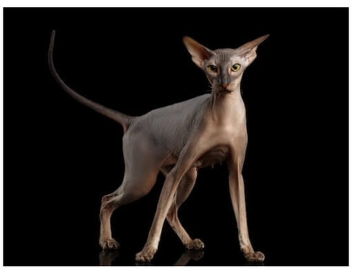Peterbald in studio - Mobile