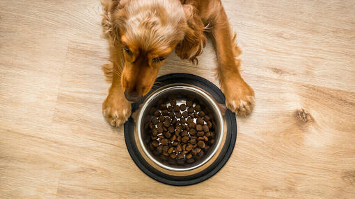 Ciotola per cani e cibo