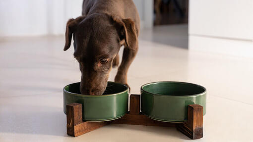 Cane che mangia da una ciotola verde