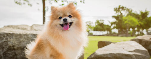 30 razze di cani piccoli con pelo soffice