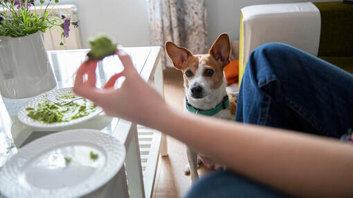 Quali alimenti umani possono e non possono mangiare i cani?