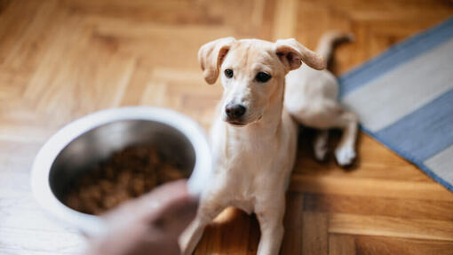 Quali alimenti umani possono e non possono mangiare i cani?