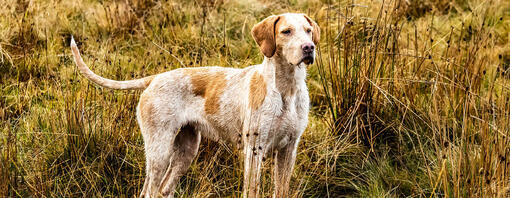 cane nel prato