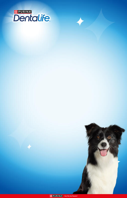 dentalife per cani banner