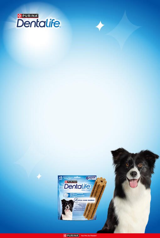 dentalife oral stick cane