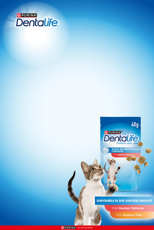 dentalife gatto