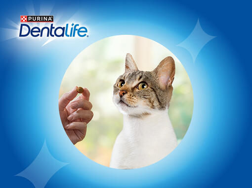 dentalife gatto