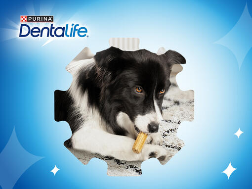 dentalife cane