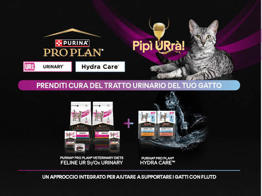 Prenditi cura del tratto urinario del tuo gatto