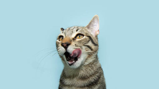 gatto che si lecca