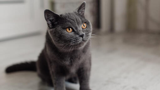 gatto grigio