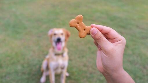 dare biscotto al cane