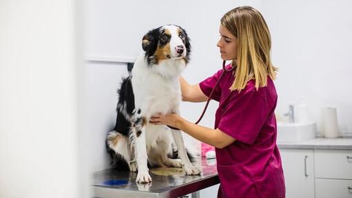 cane dal veterinario