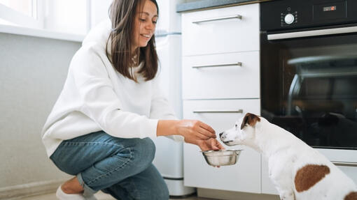 ragazza nutre il cane con ciotola