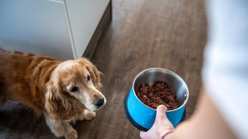 cane guarda la ciotola con il cibo
