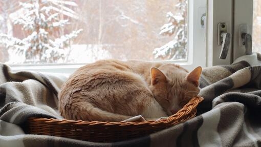 gatto nella cuccia davanti alla finestra