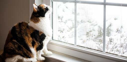 gatto guarda dalla finestra