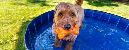 cane in piscina con osso