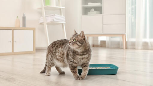 gatto in casa vicino a lettiera