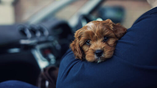 Cucciolo triste tra le braccia di qualcuno