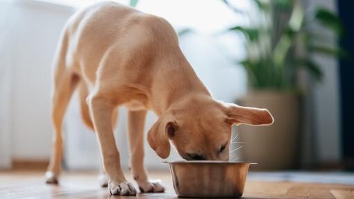 Cane che mangia da una ciotola