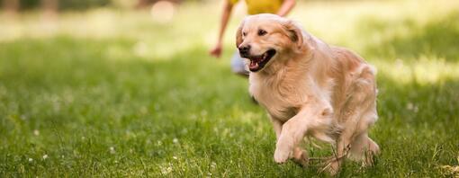 Cane che corre in un parco