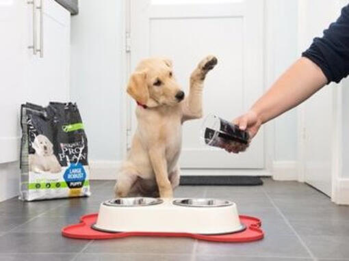 Cane in attesa di essere nutrito