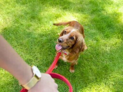Cane al guinzaglio che guarda il proprietario