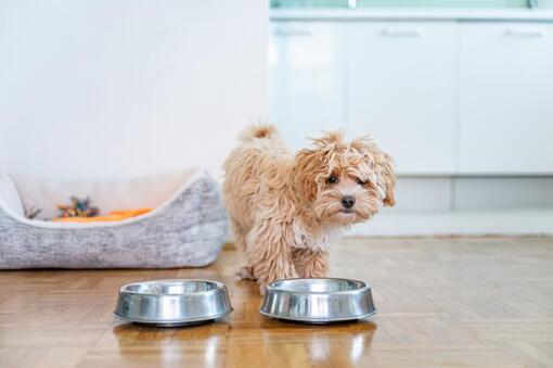 Quanto deve mangiare un cucciolo?
