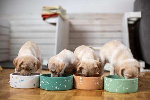 Quanto deve mangiare un cucciolo?