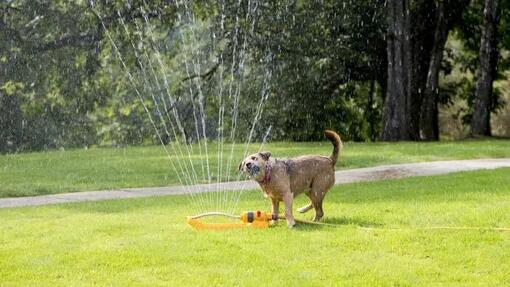 cane in giardino con acqua