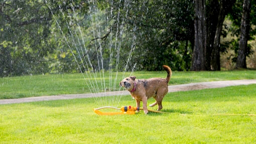 cane in giardino con acqua