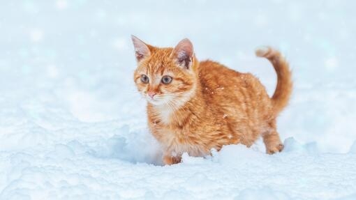 gatto sulla neve