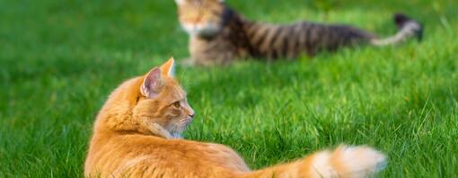 Le volpi attaccano i gatti?