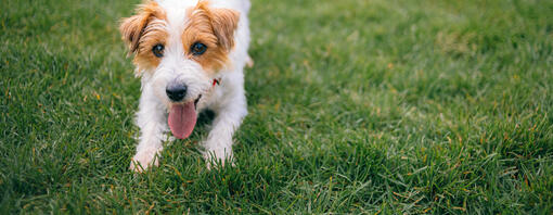 Cane che gioca all'aperto - Hero