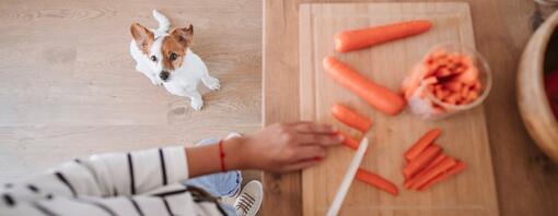 cane aspetta carote