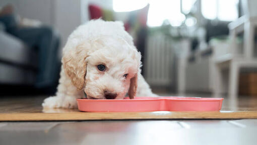 cucciolo di cane mangia da ciotola rosa