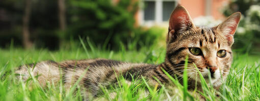 gatto sdraiato su erba