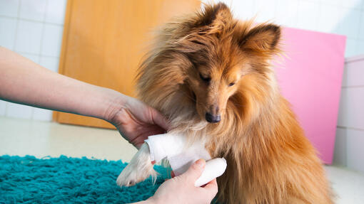 cane con fascia alla zampa