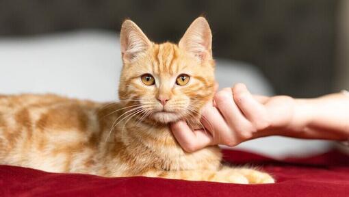 proprietario che gratta il mento di un gattino rosso