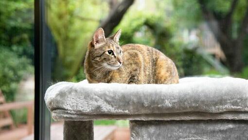 gatto marrone seduto in una cuccia per gatti