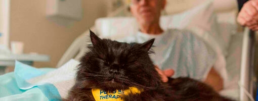 pets as therapy