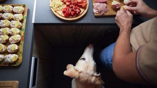 cane osserva tagliere di cibo