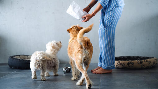 persona che da cibo ai cani
