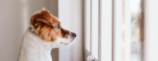 cane che guarda fuori dalla finestra