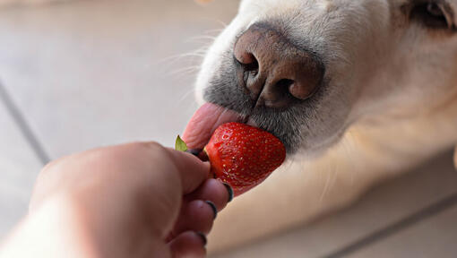 cane lecca fragola